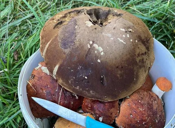 У лісі на Волині знайшли гігантський білий гриб