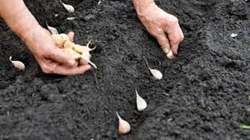 Посівний календар на жовтень 2025