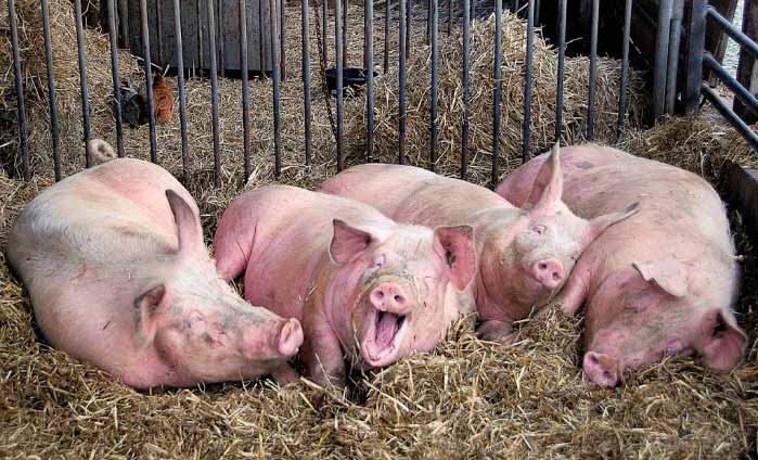 Спочатку цукор, тепер м’ясо і молоко?