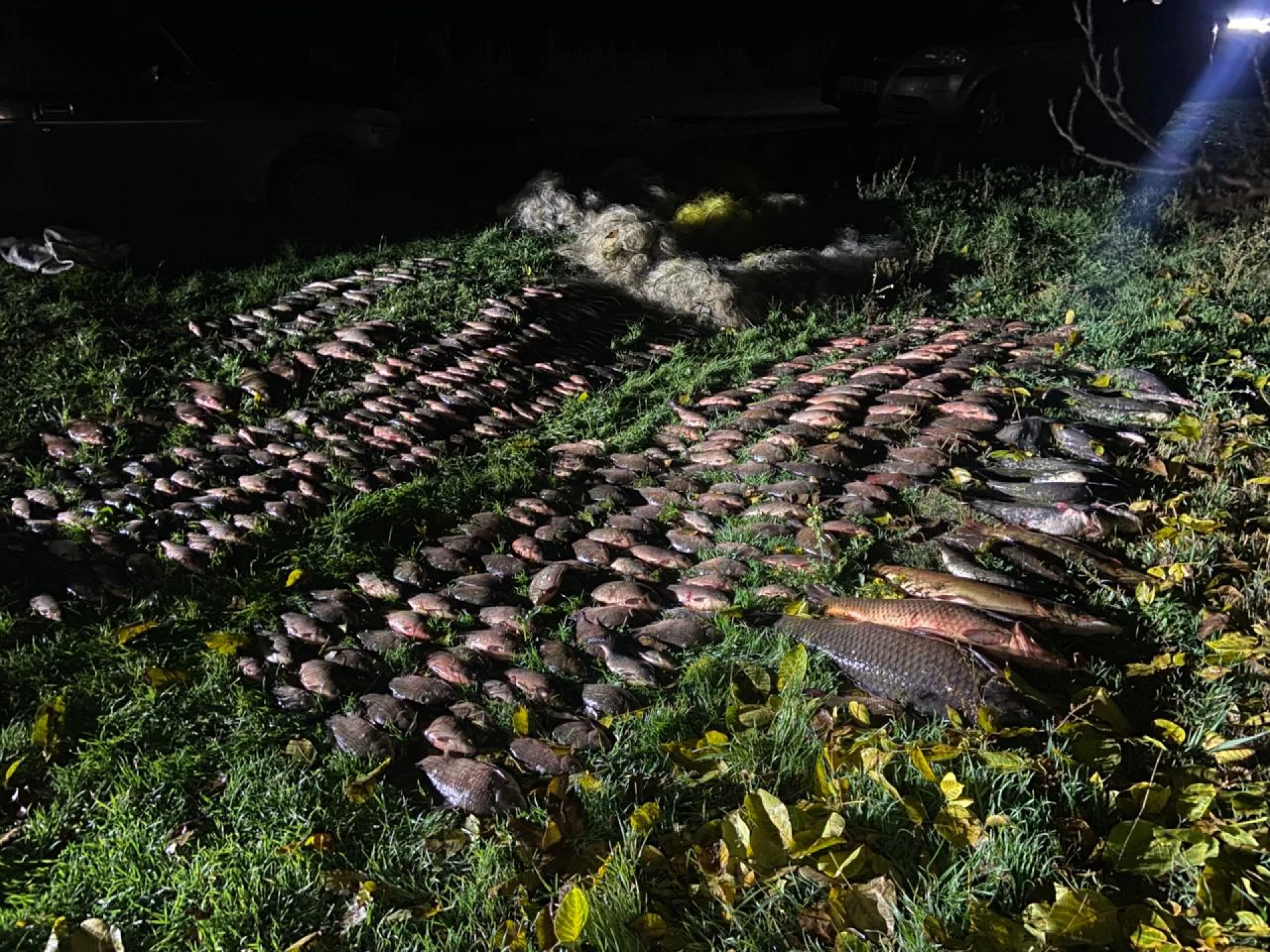 На Вінниччині браконьєр наловив риби на 700 тисяч гривень