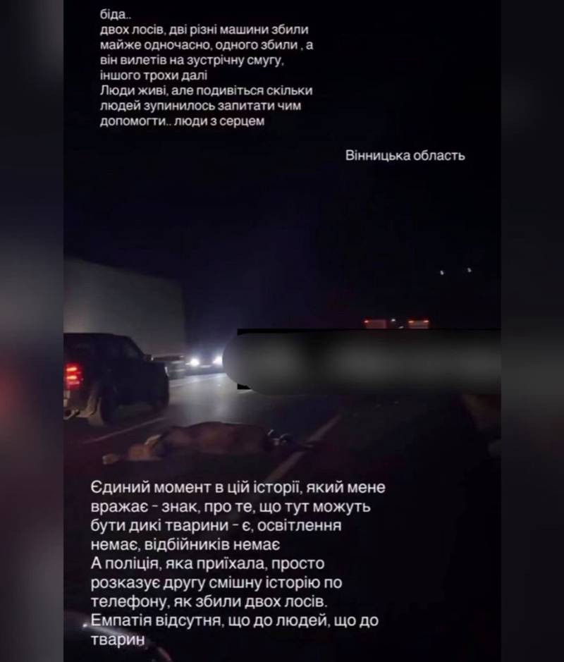 Біля Літина  авто збило двох лосів