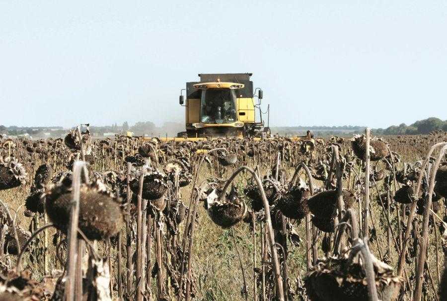 На полях Вінниччини триває збір урожаю