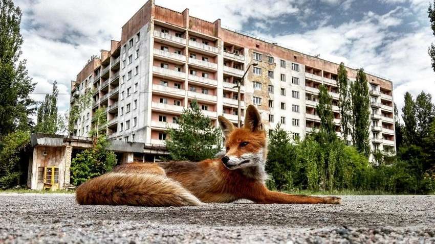 Радіація виявилась добрішою за людину