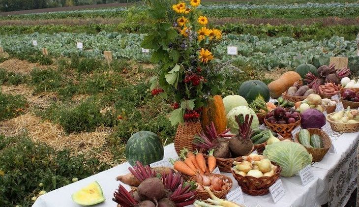 Овочі можуть різко подорожчати. Фахівці радять закупити їх зараз