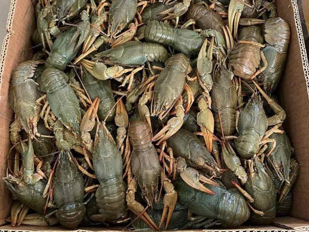 На 600 тисяч гривень раків наловили браконьєри на Вінниччині