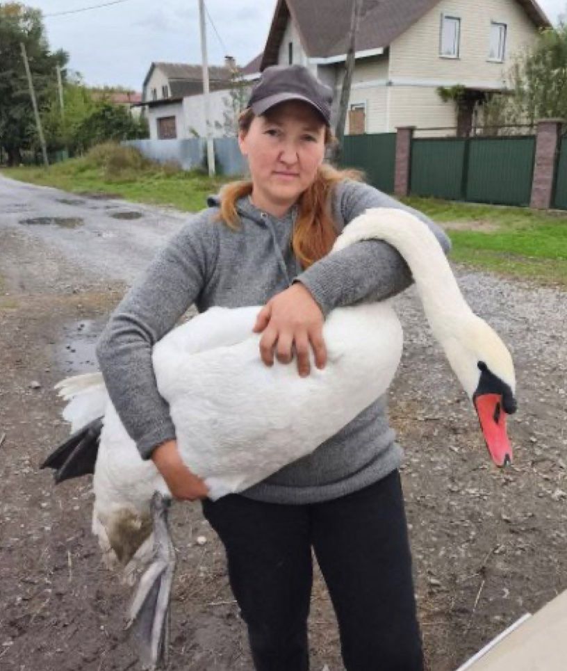 Подоляни врятували лебедя, який зачепився за лінію електропередач