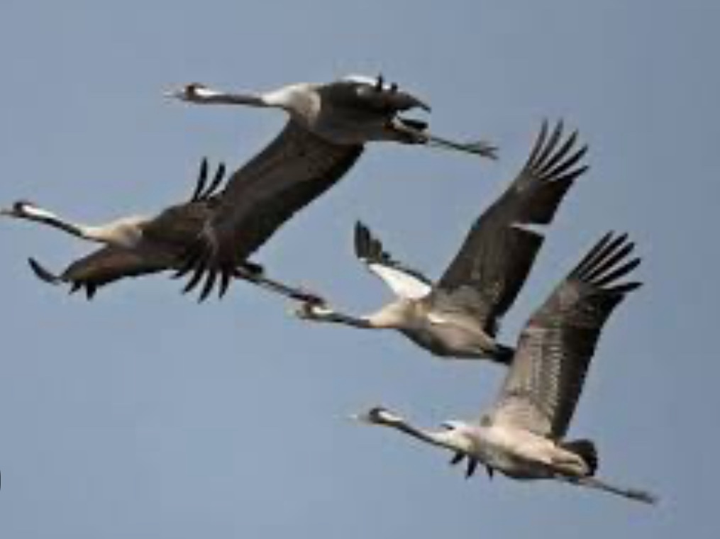 Тільки птахи не зрадили Богу (вірш)