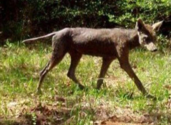 «Чупакабру» зафіксували на Львівщині, — місцеві ЗМІ