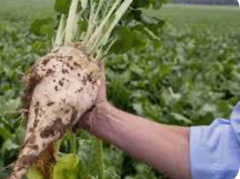 Два цукрові заводи тимчасово призупинили роботу на Вінниччині