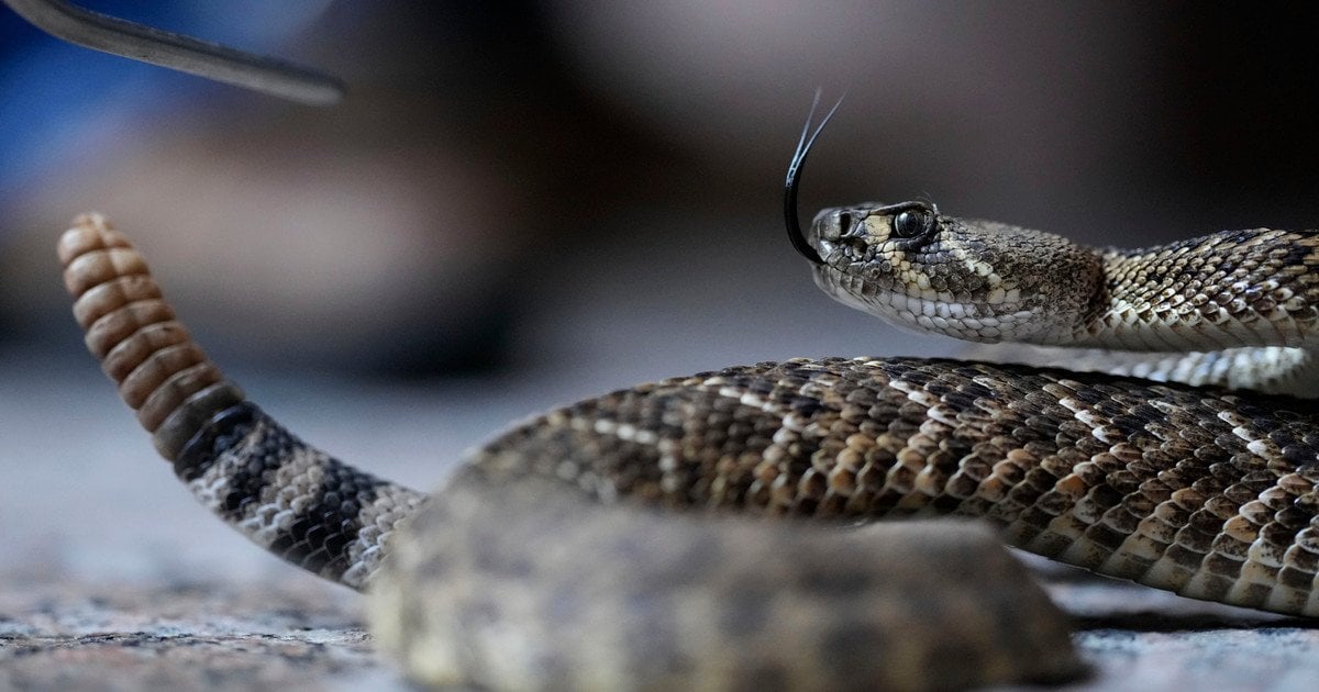 Гадюка вкусила чоловіка і померла від алкогольного отруєння