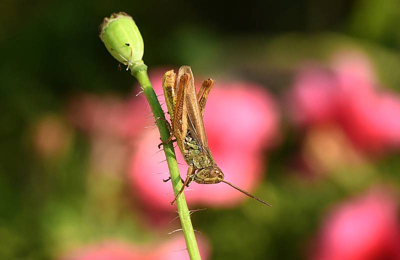 Фотогалерея «33-го каналу» «Світ навколо нас»