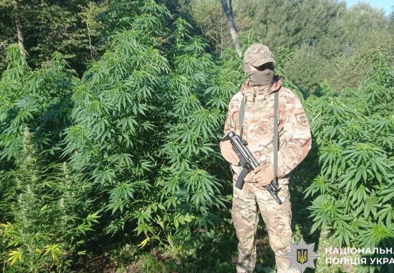 Наркобарони виростили плантацію коноплі на Вінниччині у лісі