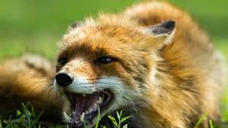 Який стан дитини яку покусала скажена лисиця?