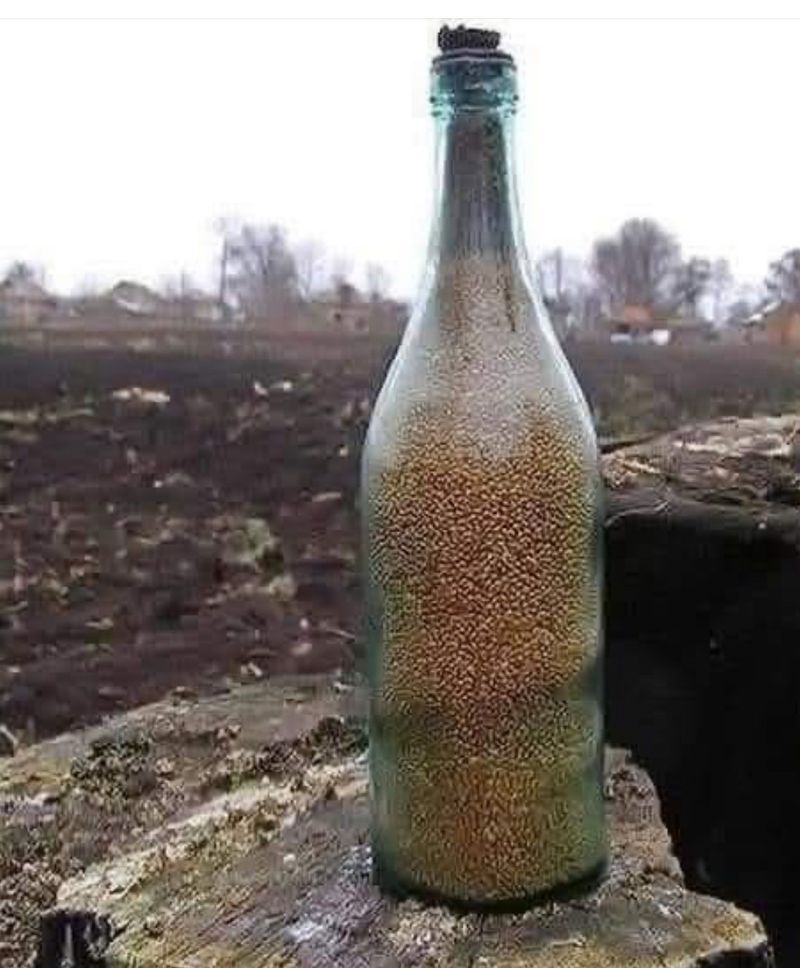 Ці зернята були дорожчі золота