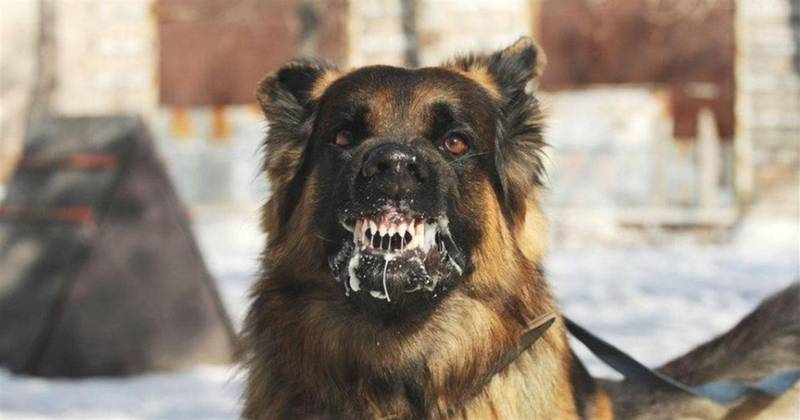 На Вінниччині почастішали випадки сказу серед тварин