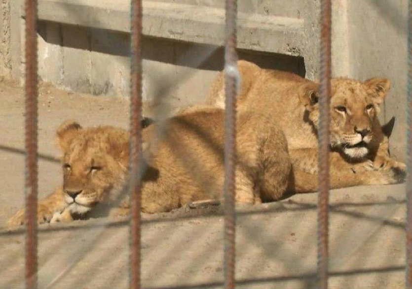 НП: у Хмельницькому втекли леви із зоопарку