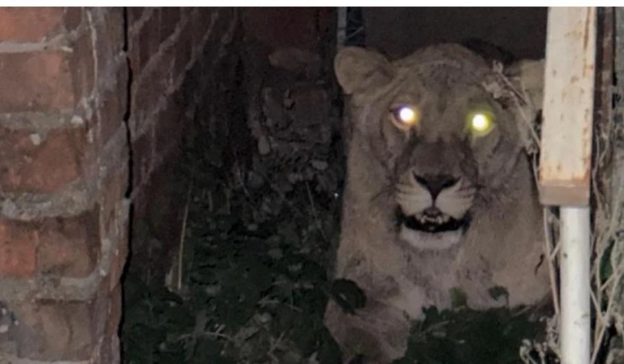 Поліція знайшла другу левицю, яка втекла у Хмельницькому