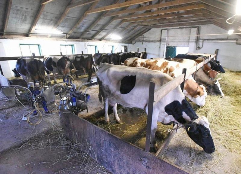 Виробники молока попередили про наслідки обвалу закупівельних цін