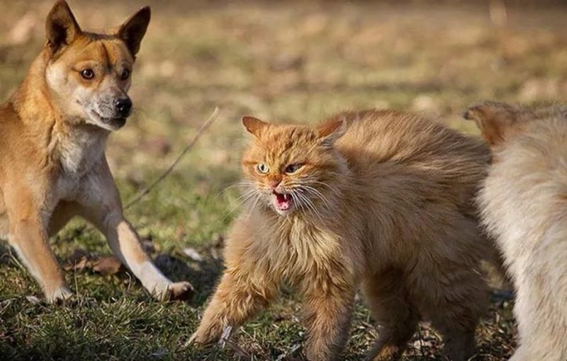 Розпочнеться відстріл хижих тварин через спалах сказу