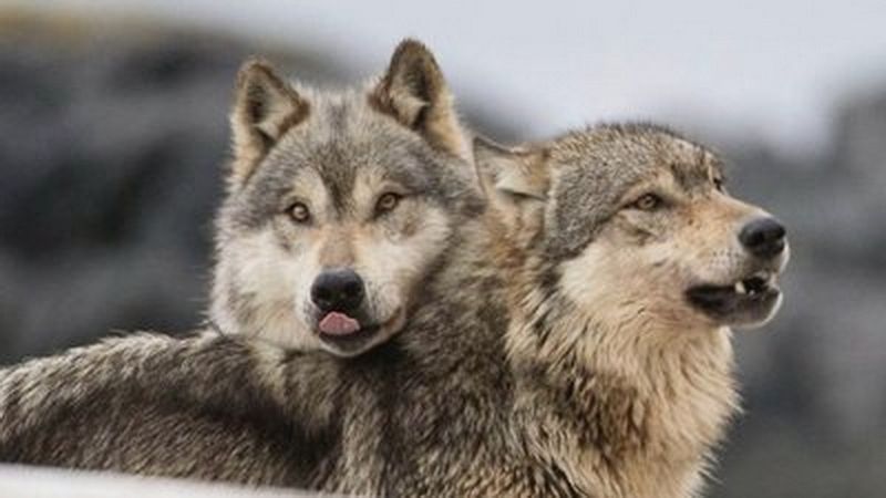 На Хмельниччині збільшилась популяція вовків