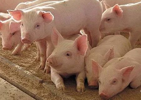 В Україну завезли рекордну кількість свинини