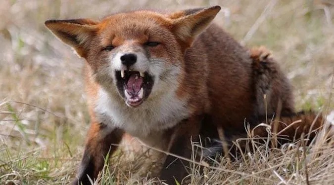 На Вінниччині скажена лисиця покусала дитину та собаку