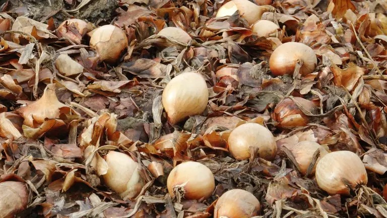 На Хмельниччині переорюють поля з незібраною цибулею