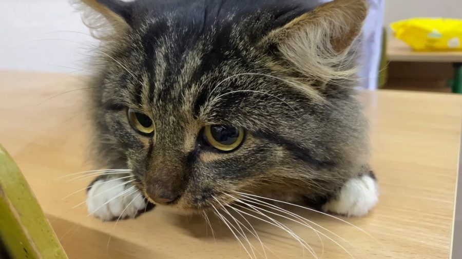 У Кам’янці-Подільському, що на Хмельниччині, безкоштовно стерилізують та вакцинують від сказу безпритульних і домашніх кішок.