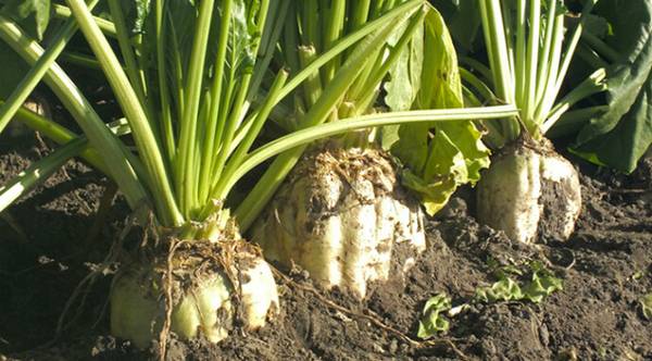 Цукроварні Вінниччини переробили 2 млн т сировини