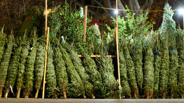 17 тисяч різдвяних ялинок вже продали “Ліси України”