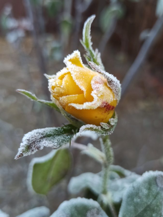 В Україні очікуються похолодання і нічні морози 6-7 грудня