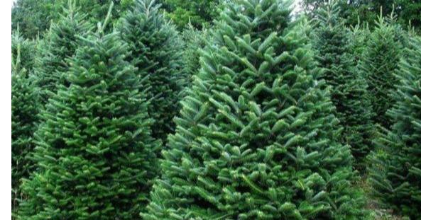 На Вінниччині проводять операцію «Новорічна ялинка»