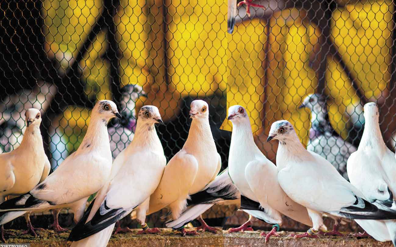 Історія із голуб’ятником і загиблим Героєм — військовим отримала несподіване продовження