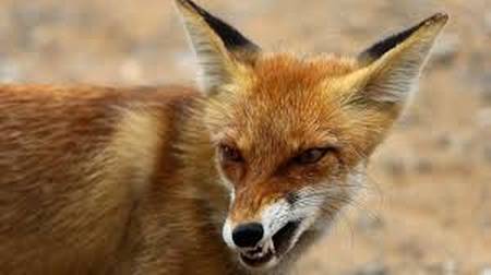 На Хмельниччині та Вінниччині все частіше помічають лисиць у житлових районах та парках