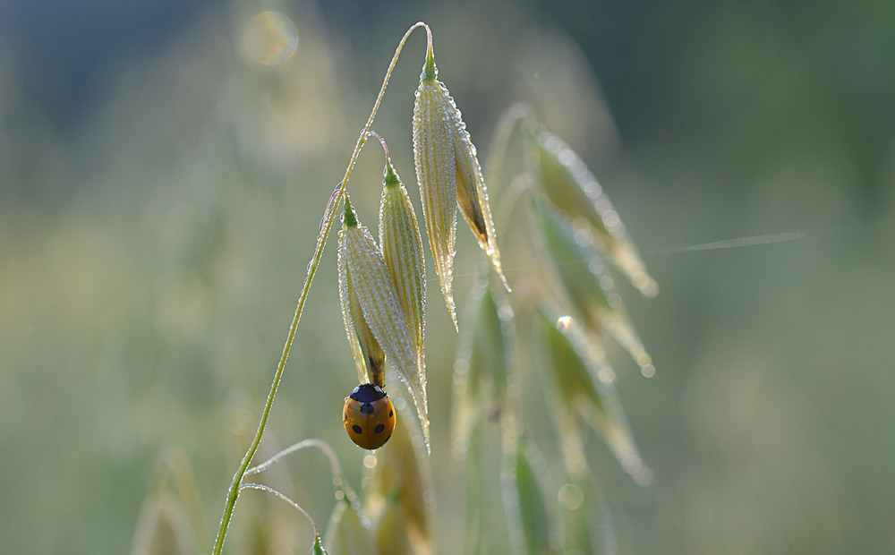 Фотогалерея «33-го каналу» «Світ навколо нас»