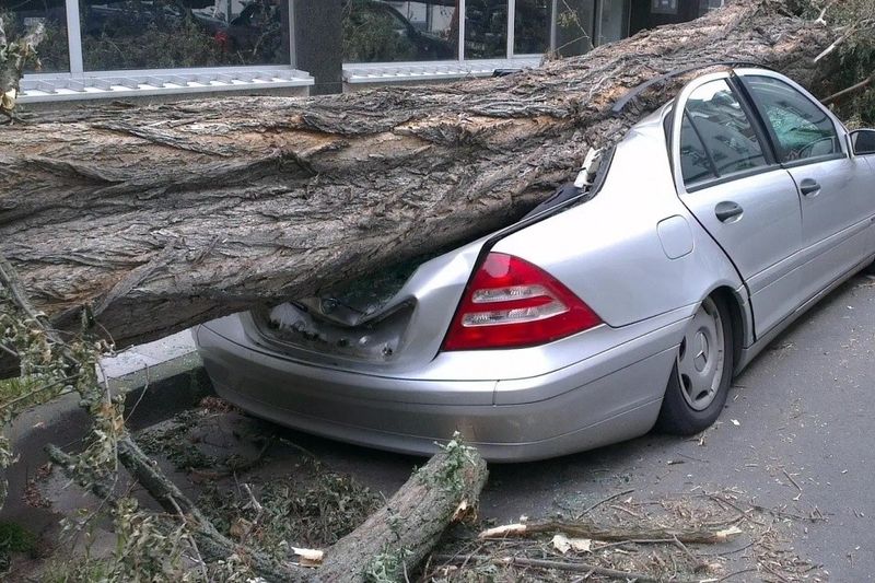 Дерево впало на автомобіль. Хто винен?