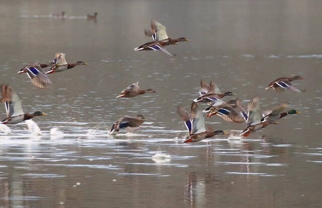У «Подільських Товтрах» зафіксували 130 видів мігруючих птахів, серед яких 16 червонокнижних