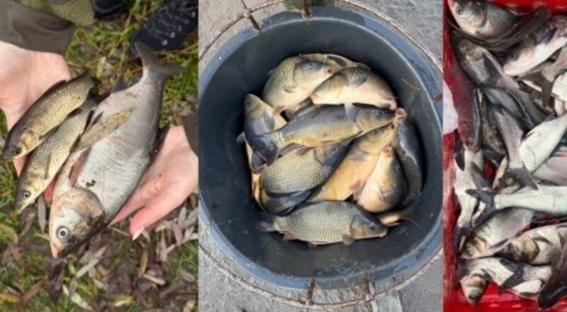 У водойми Хмельниччини випустили майже чверть мільйона рибин