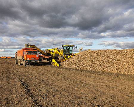 На Вінниччині призупинили переробку цукрових буряків