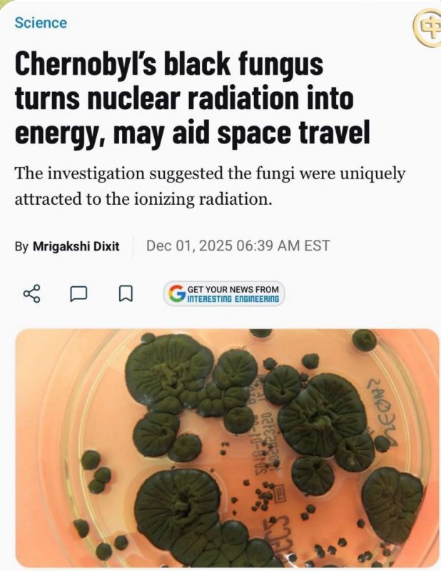 На території ЧАЕС виявлено грибок Cladosporium sphaerospermum, який не тільки витримує екстремальну радіацію, а й перетворює її на енергію, — Interesting Engineering