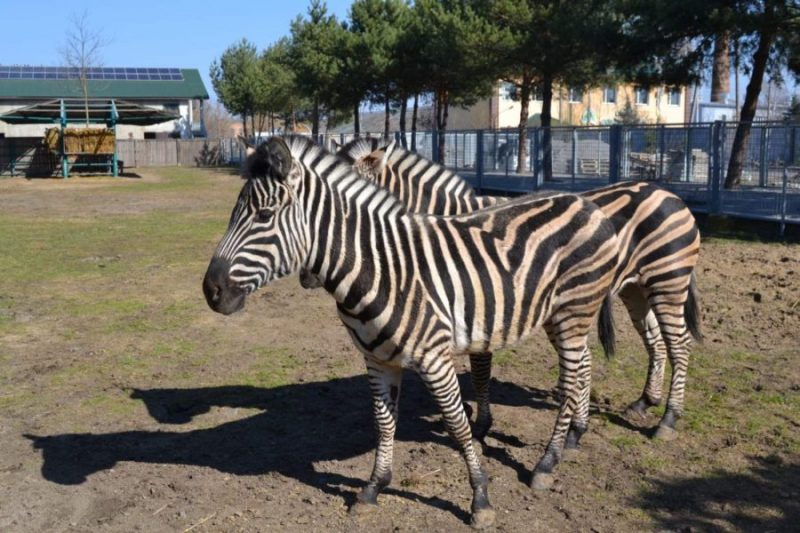 Квитки до Вінницького зоопарку подорожчають з 1 січня