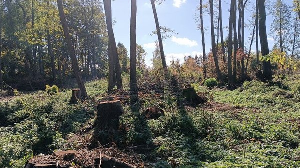 Лісники з Вінниччини завдали збитків державі на 2,5 млн грн