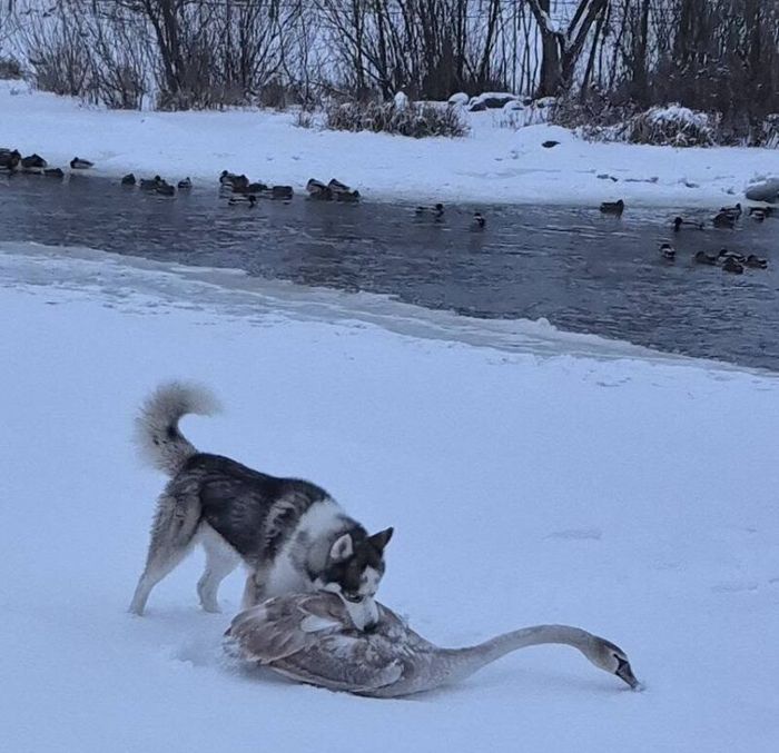 На Вінниччині пес напав на лебедя