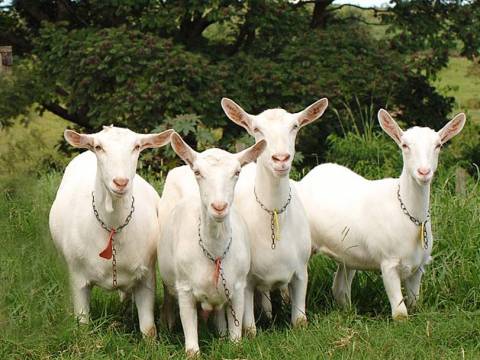 На Вінниччині будують козину ферму на 2000 голів