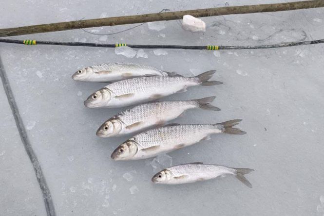 10000 за одну рибину заплатить браконьєр з Вінниччини