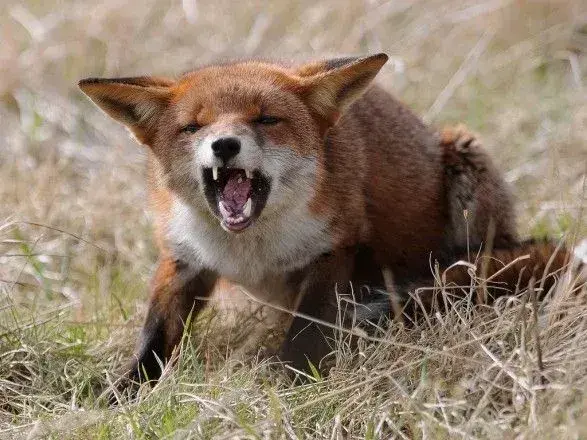 У Вінницькій області побільшало випадків сказу тварин