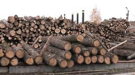 «Напиляли» на 10 млн. грн. Лісове господарство перетворили на «приватну лавочку»