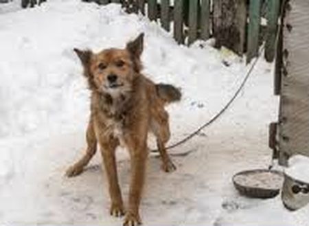 Не прирікайте тварин на смерть залишаючи напризволяще