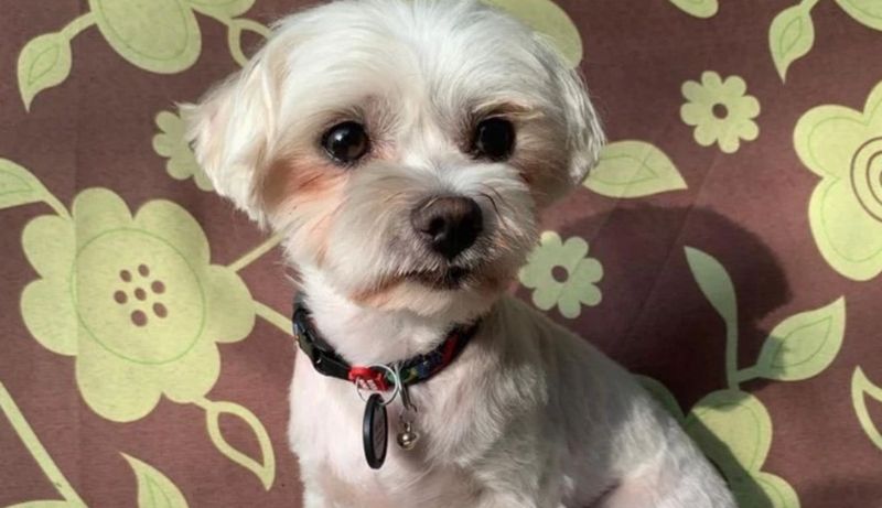 На Хмельниччині чоловік викинув собаку з вікна 7 поверху