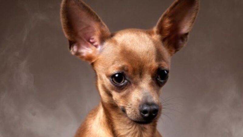 Жорстоке поводження із собакою